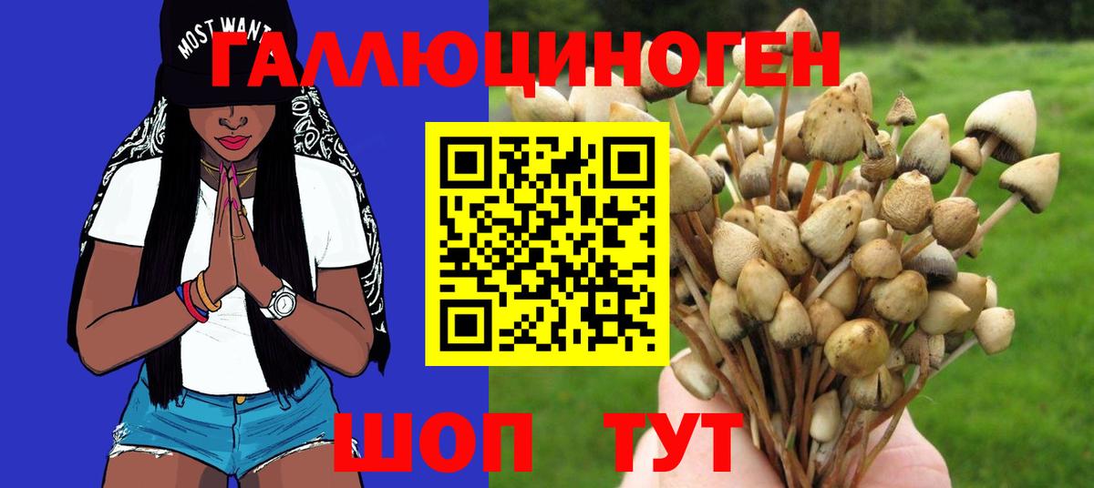 Курчалой  Псилоцибиновые грибы Cubensis  Вход с VPN  Галлюциногенные грибы Magic Shrooms 